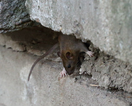 Why do animals burrow under concrete