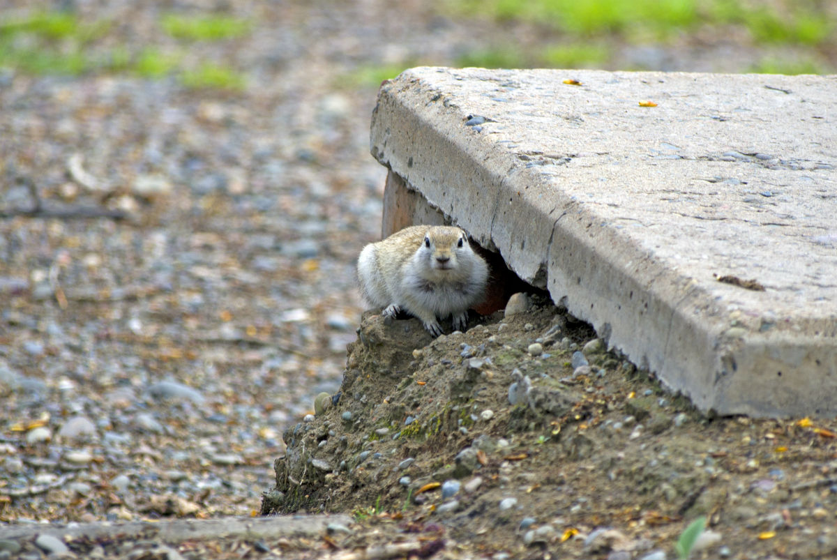 Can Rats Chew Through Concrete? | AAA Concrete Raising