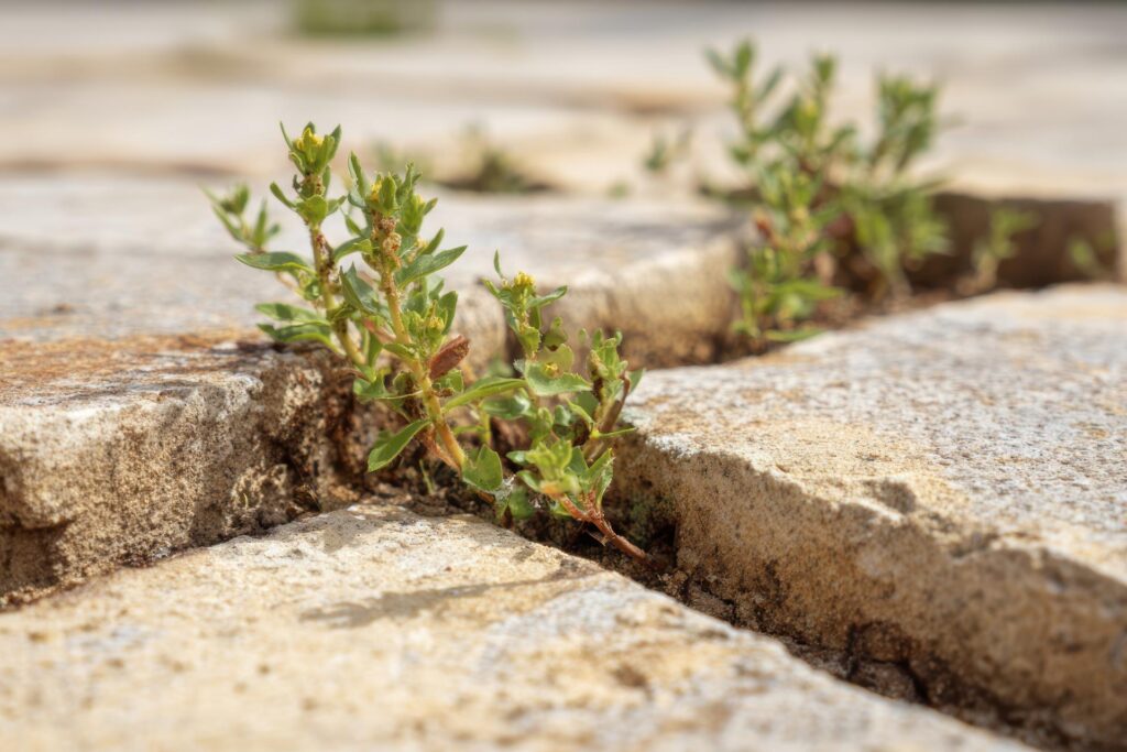 Green plants growing through cracks in stone pavement